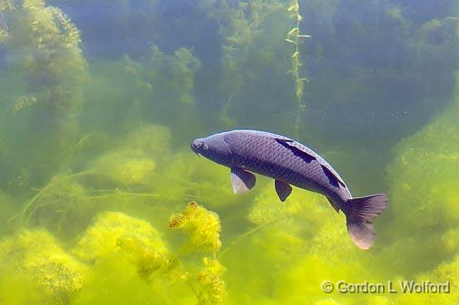 Big Sucker_12700.jpg - Photographed at Prescott, Ontario, Canada.